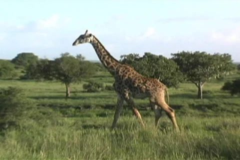 Giraffe walking Vídeos de archivo 97124