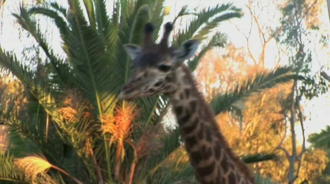 Giraffe walking Stock Footage 283050