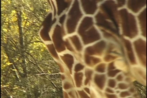Giraffe Walking Stock Footage 297610