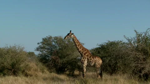 Giraffe Walking 库存影片 514293