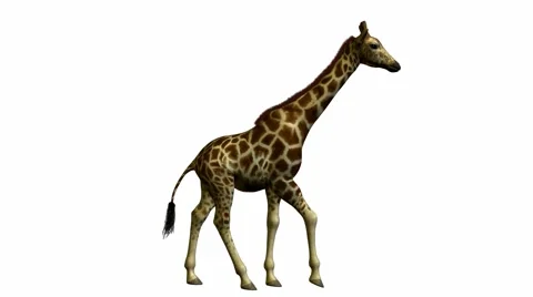 Giraffe walking Stock Footage 998964
