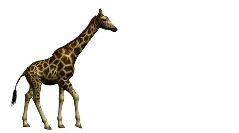 Giraffe walking Stock Footage 998966