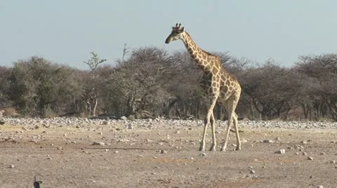 Giraffe walking Video stock 10868613