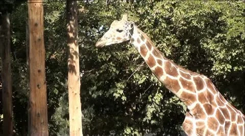 Giraffe Walking Stock Footage 12044280