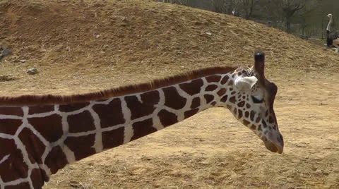 Giraffe walking Stock Footage 22516090