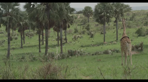 Giraffe Walking Stock Footage 32143512