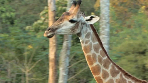 Giraffe walking. Stock Footage 46092673