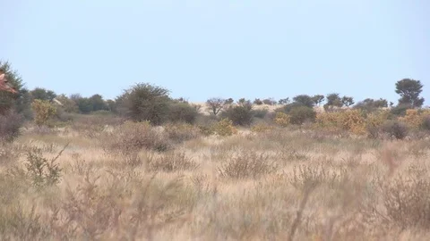 Giraffe walking  Stock Footage 98375689