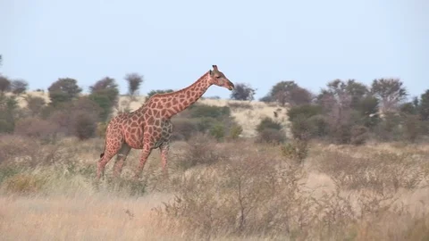 Giraffe walking  Stock Footage 98375713