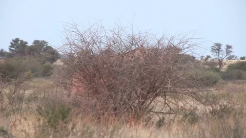 Giraffe walking  Stock Footage 98375948