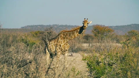 Giraffe is  walking Stock Footage 115644420
