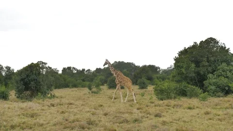 Giraffe walking Stock Footage 151403050
