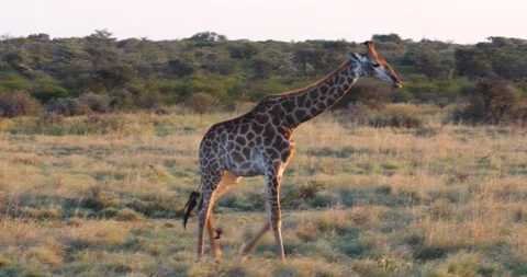 Giraffe walking Video stock 162971890