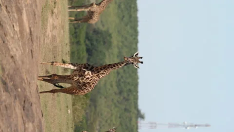 Giraffe Walking Vídeos de archivo 234678683