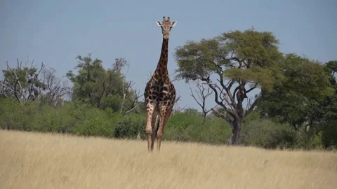 Giraffe Walking Video stock 242628151