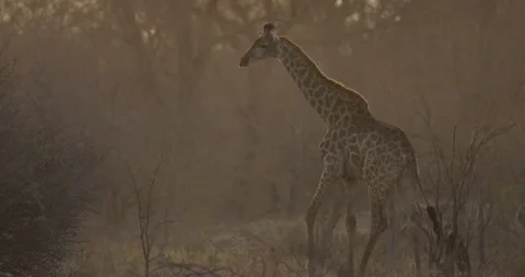 Giraffe walking Stockbeeldmateriaal 253187157