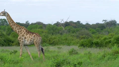 Giraffe walking Stockbeeldmateriaal 318088898