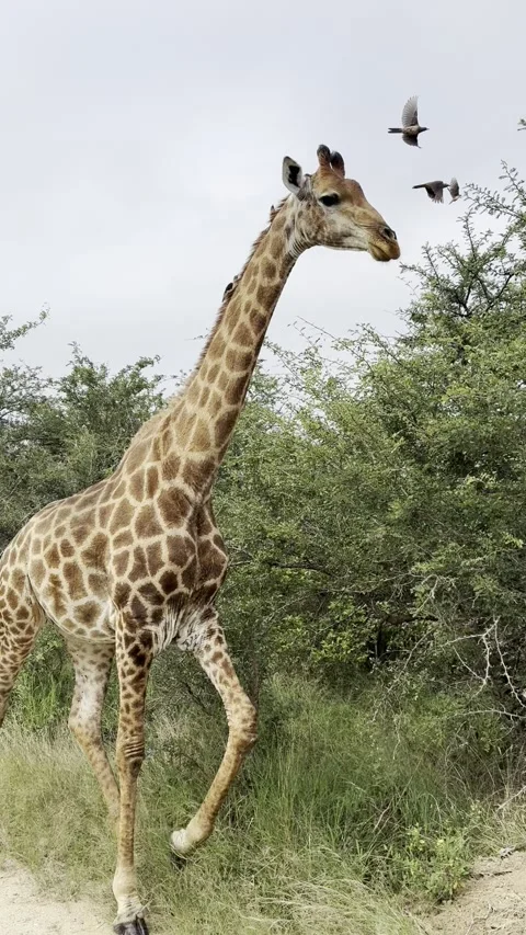 Giraffe walking Stock Footage 334572163