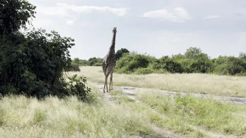 Giraffe walking Stock Footage 334746729