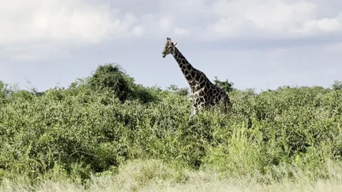 Giraffe walking Stock Footage 334746996