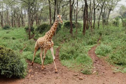 A giraffe walking on the footpath of Giraffe Centre, Kenya Stock Photos