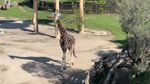 Giraffe walking in front of the camera. Stock video clip. Stock Footage 205686186