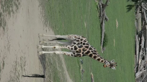 Giraffe walking in front of the camera. Vertical video clip. Stock Footage 208425305