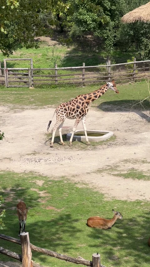 Giraffe walking in front of the camera. Vertical video clip. Stock Footage 208451786