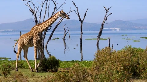 Giraffe walking gracefully along lake naivasha shoreline Stock Footage 334815492