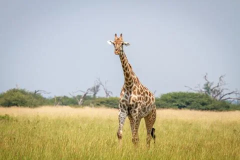 Giraffe walking in the grass in Chobe. Foto stock