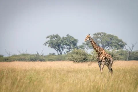 A Giraffe walking in the grass. Stock Photos