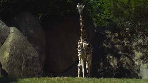 Giraffe walking on grass in the zoo Stock Footage 103790093