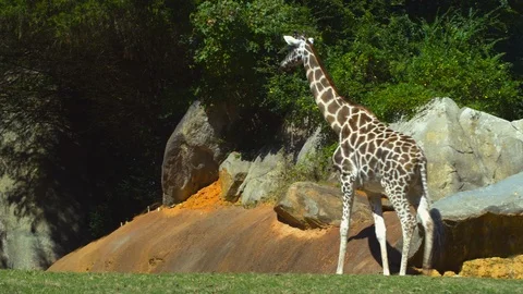 Giraffe walking on grass in the zoo Stock Footage 103790145