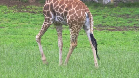 A giraffe  walking in a grassy field. Stock Footage 282578803