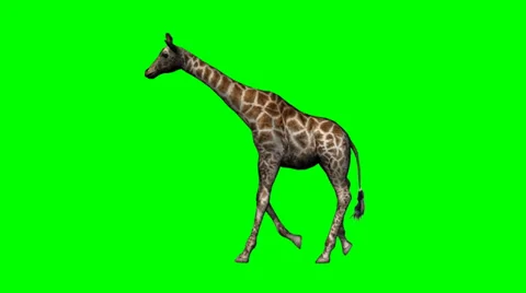 Giraffe walking - green screen Video stock 38655547