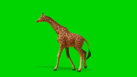 Giraffe Walking on Green Screen Stock-Footage 223453493