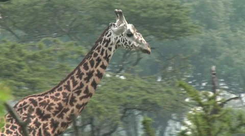 A giraffe walking in the middle of forest in the Akagera national park. Stock Footage 47849407