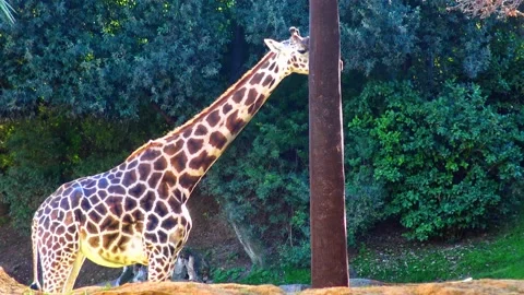 Giraffe walking in open space Stock Footage 233741943