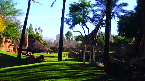 Giraffe walking in open space Stock Footage 233742135