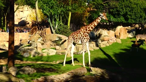 Giraffe walking in open space Stock Footage 233742309