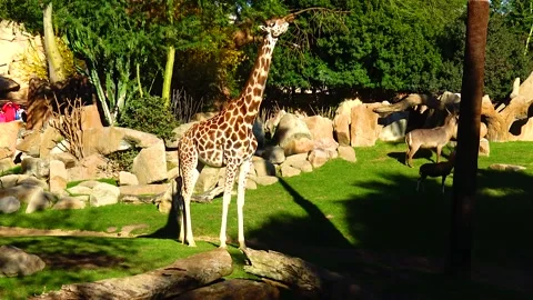 Giraffe walking in open space Stock Footage 233742320