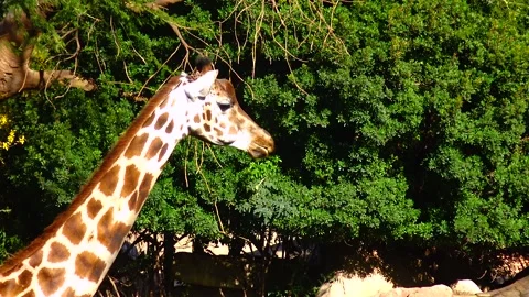 Giraffe walking in open space Stock Footage 233742381