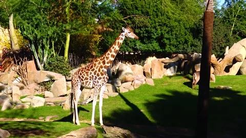Giraffe walking in open space Stock Footage 233742541