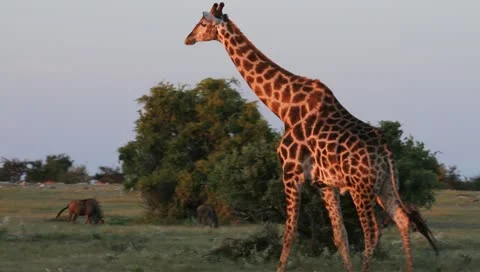 A giraffe walking past buffalo Stock Footage 11215226
