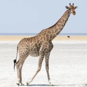 Giraffe walking at salt pan Stock Photos