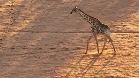 Giraffe Walking on Sandy Arid Desert Ground at Sunset Stock Footage 338287038