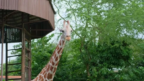 Giraffe walking slowly and observing people in spacious Kuala Lumpur zoo Stock Footage 339793485