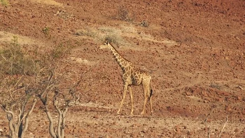 Giraffe walking slowly in wilderness Stock Footage 118444491