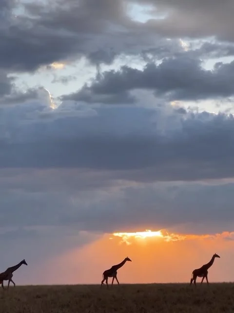 Giraffe walking at sunset 스톡 동영상 329678031