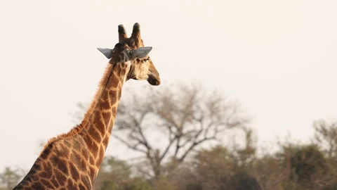 Giraffe Walking Through African Brush Close Up 스톡 동영상 230934898